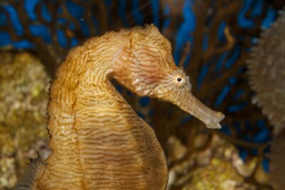 hippocampe moucheté Syngnathidae