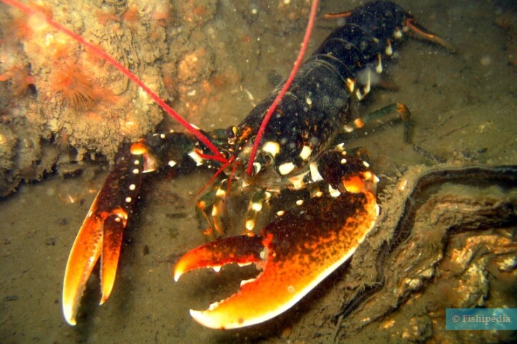 Homarus gammarus