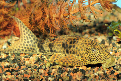 Hypostomus punctatus