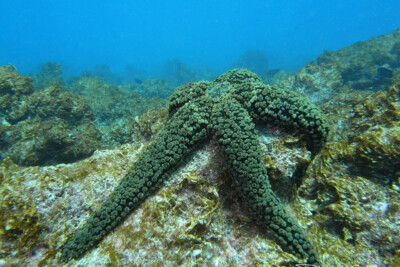 Marthasterias glacialis Asteriidae
