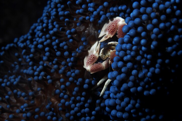 Neopetrolisthes maculatus - Crabe-porcelaine