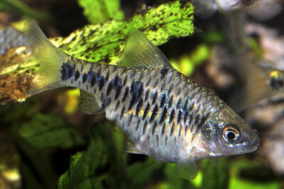 Oliotius oligolepis Cyprinidae
