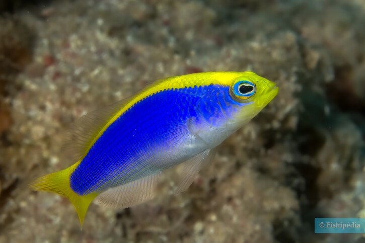 Pseudochromis flavivertex