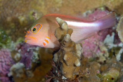 épervier strié Cirrhitidae