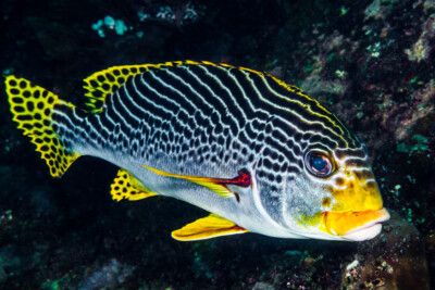 Plectorhinchus lineatus Haemulidae