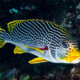 picture of Plectorhinchus lineatus