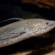 picture of Protopterus annectens