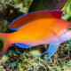 picture of Pseudanthias dispar