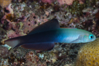 poisson-fléchette à nageoires noires Gobiidae