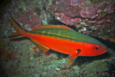 Pterocaesio tile Caesionidae