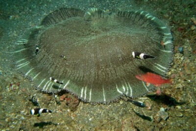 anémona alfombra stichodactylidae