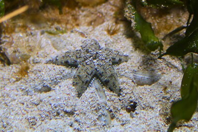 Archaster typicus archasteridae