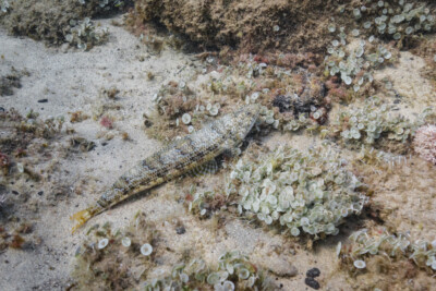 atlantic lizardfish Synodontidae