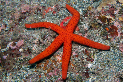 étoile de mer rouge Espèce : étoile de mer rouge
