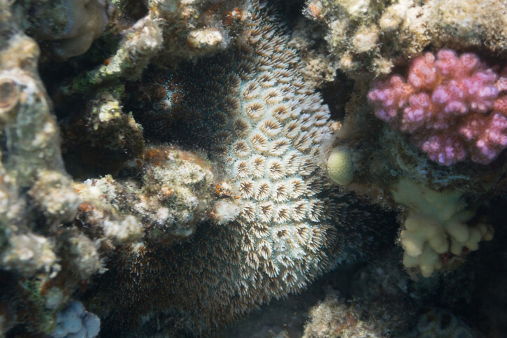 Galaxea fascicularis - coral galaxea