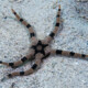 picture of Ophiolepis superba