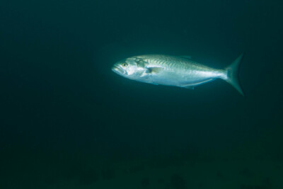 tassergal Pomatomidae