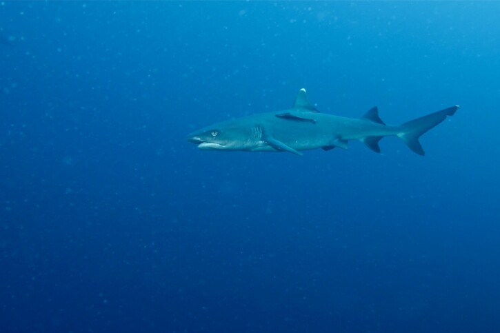 Triaenodon obesus - tiburón de arrecife de punta blanca