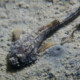 picture of Agonus cataphractus