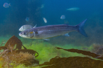 mulet doré Mugilidae