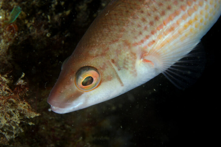 Ctenolabrus rupestris