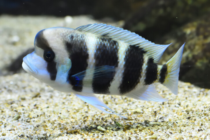 Cyphotilapia gibberosa