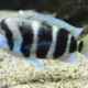 picture of Cyphotilapia gibberosa