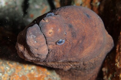 Gymnothorax unicolor