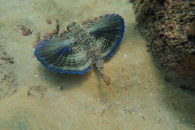 Dactylopterus volitans