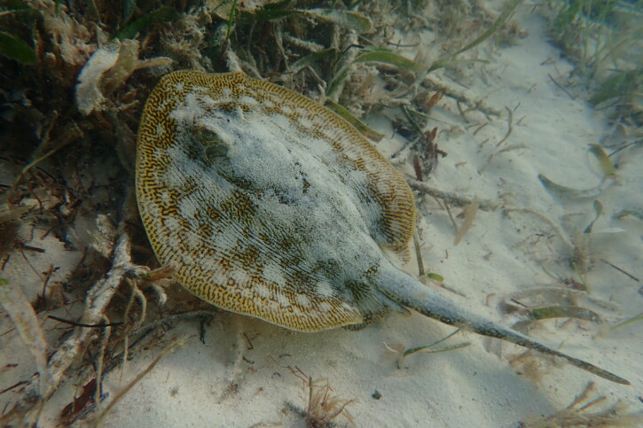 Qui sont les poissons venimeux de Guadeloupe et de Martinique ? Qui sont les poissons venimeux de Guadeloupe et de Martinique ?