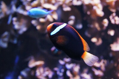 poisson-clown bistré Pomacentridae