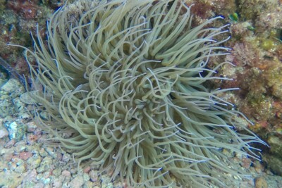 anémone verte Actiniidae