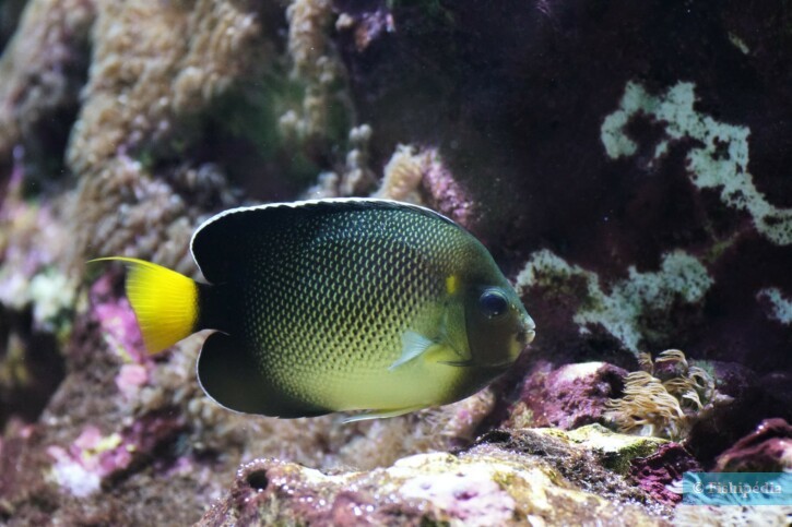 Apolemichthys xanthurus