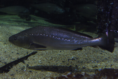 Argyrosomus regius