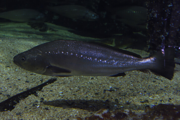 Argyrosomus regius