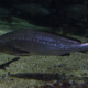 picture of Argyrosomus regius