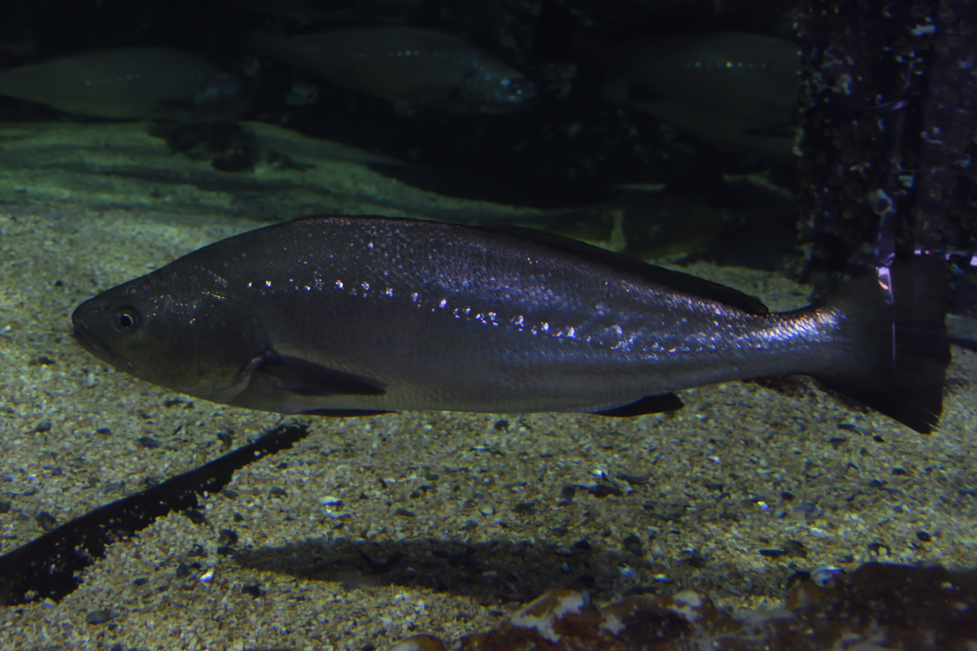 Argyrosomus regius