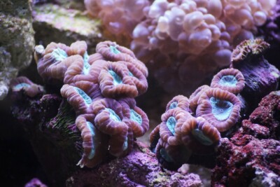 coral caramelo Merulinidae