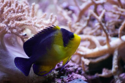 Centropyge masqué élégant Pomacanthidae