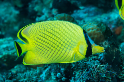 Poisson-papillon quadrillé Chaetodontidae