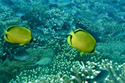 poisson-papillon pointillé Chaetodontidae