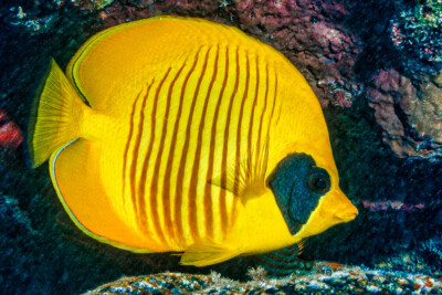 Chaetodon semilarvatus