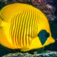 picture of Chaetodon semilarvatus