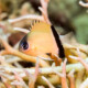picture of Pycnochromis retrofasciatus