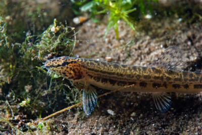 Cobitis taenia