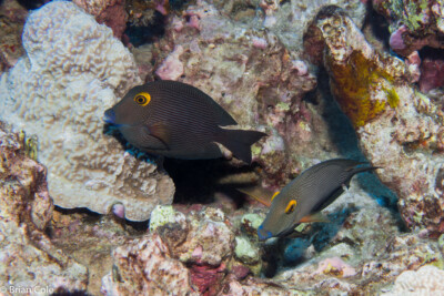 chirurgien à cercle doré Acanthuridae