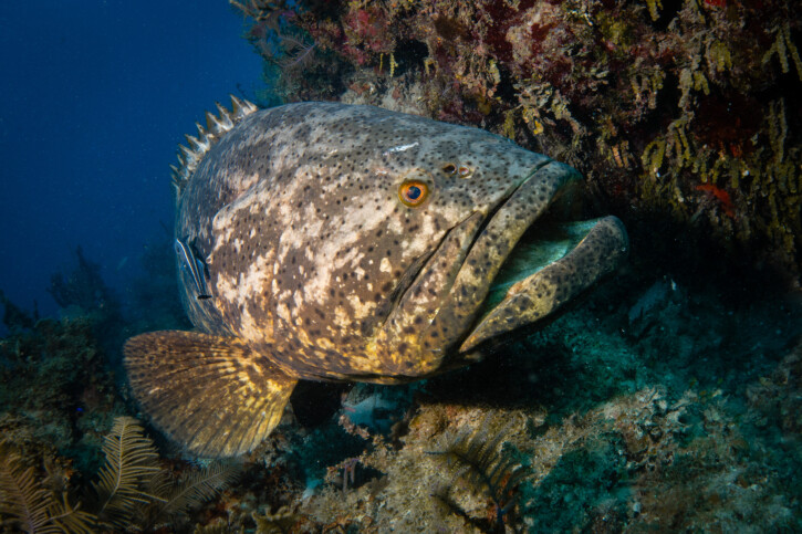 Epinephelus itajara