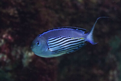 poisson-ange lyre de Watanabe Pomacanthidae
