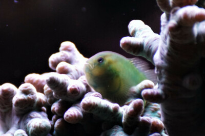 gobie vert Gobiidae
