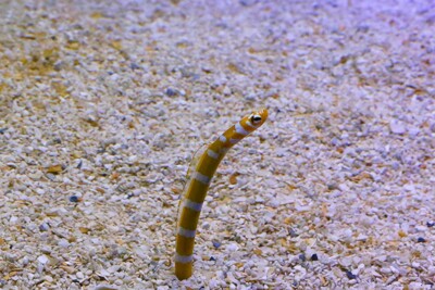anguila de Jardín esplendida Congridae